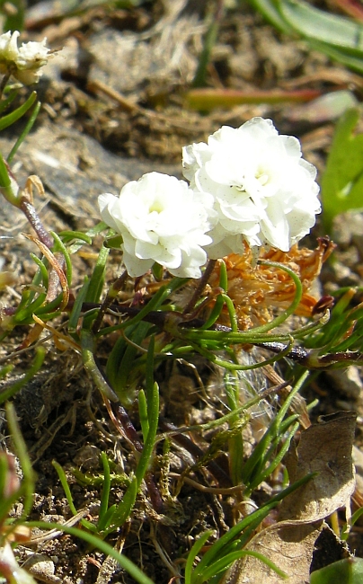 minuscole rosette bianche